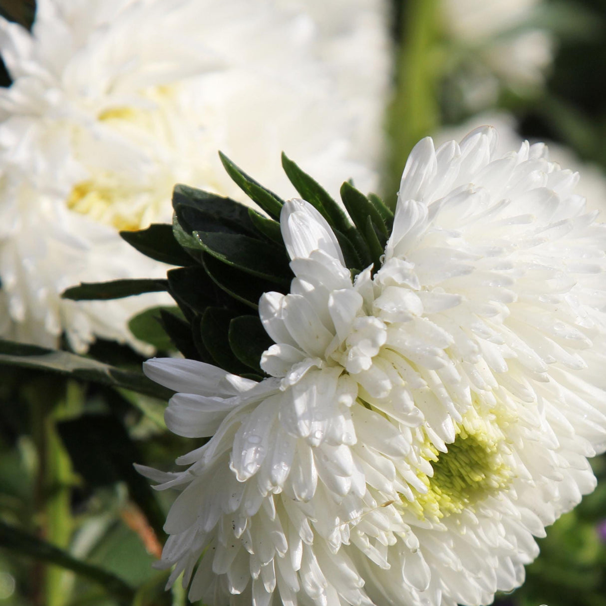 Aster Seeds - Peony White