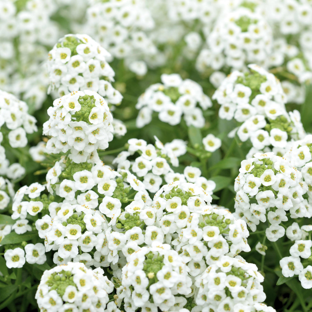 Alyssum Wonderland White x 100 Seeds