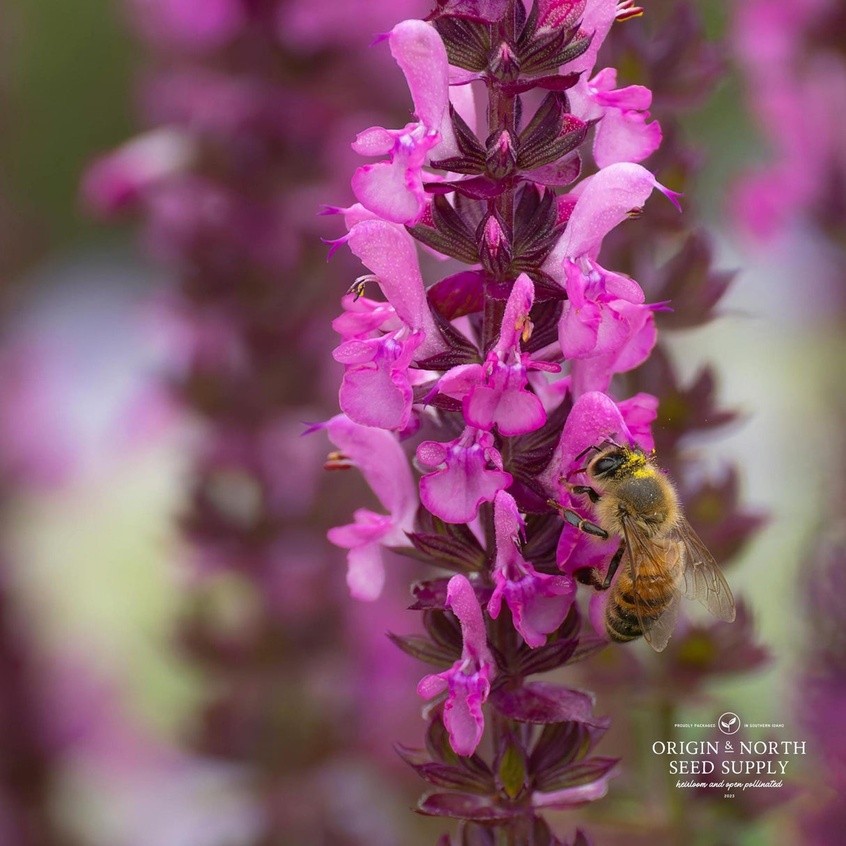 Salvia Seeds - Pink Sundae