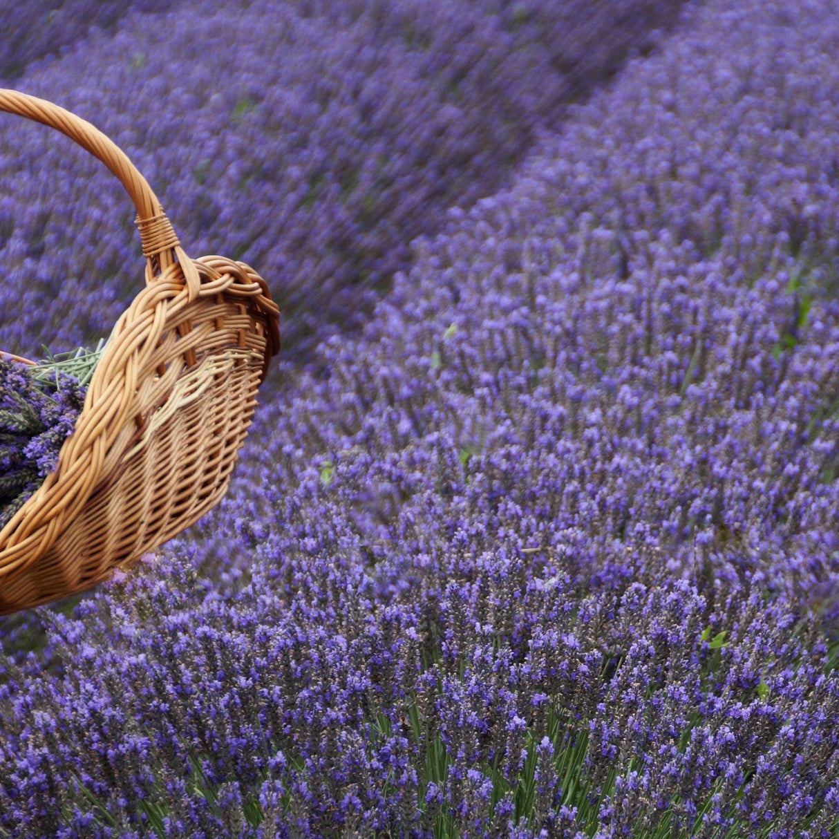 Lavender Seeds - Munstead