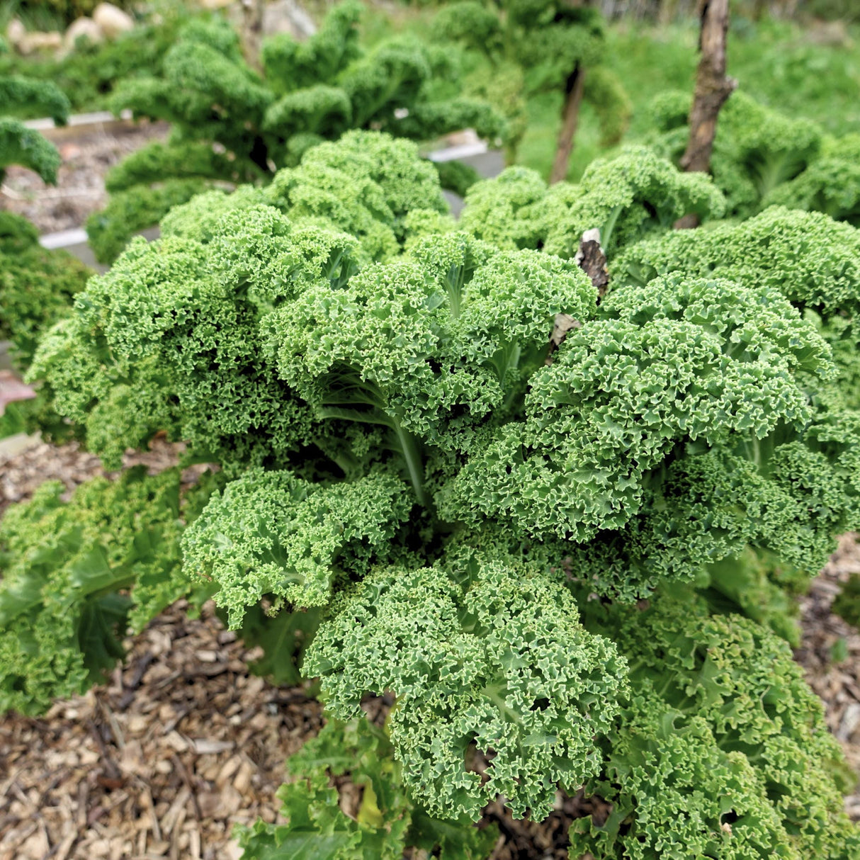 Kale White Russian x 100 Seeds