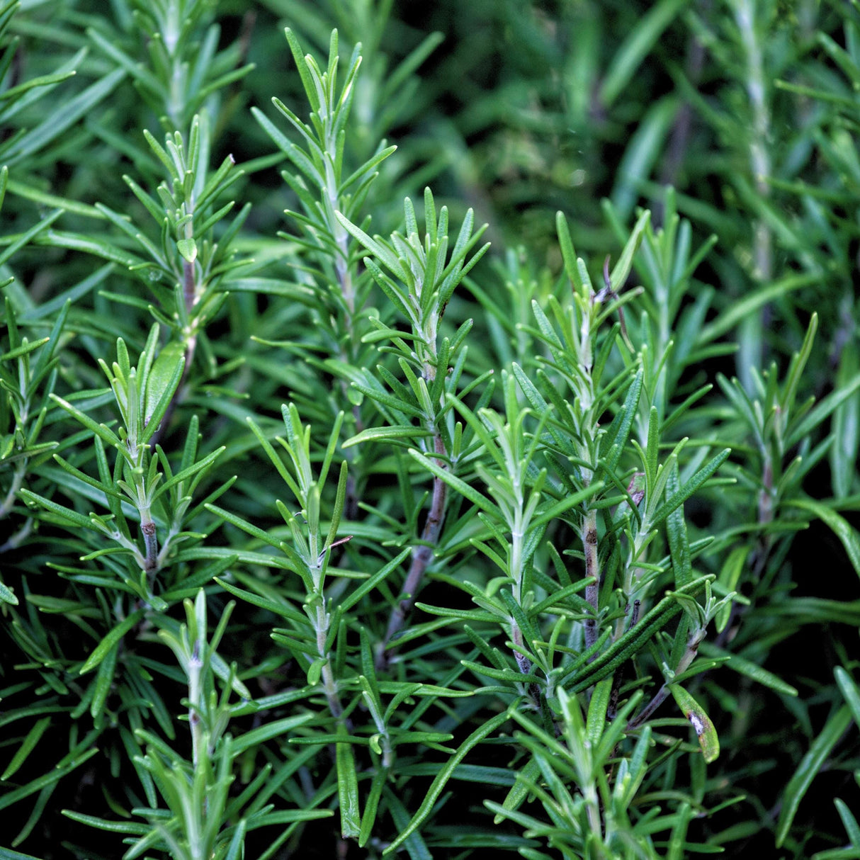 Rosemary x 25 Seeds