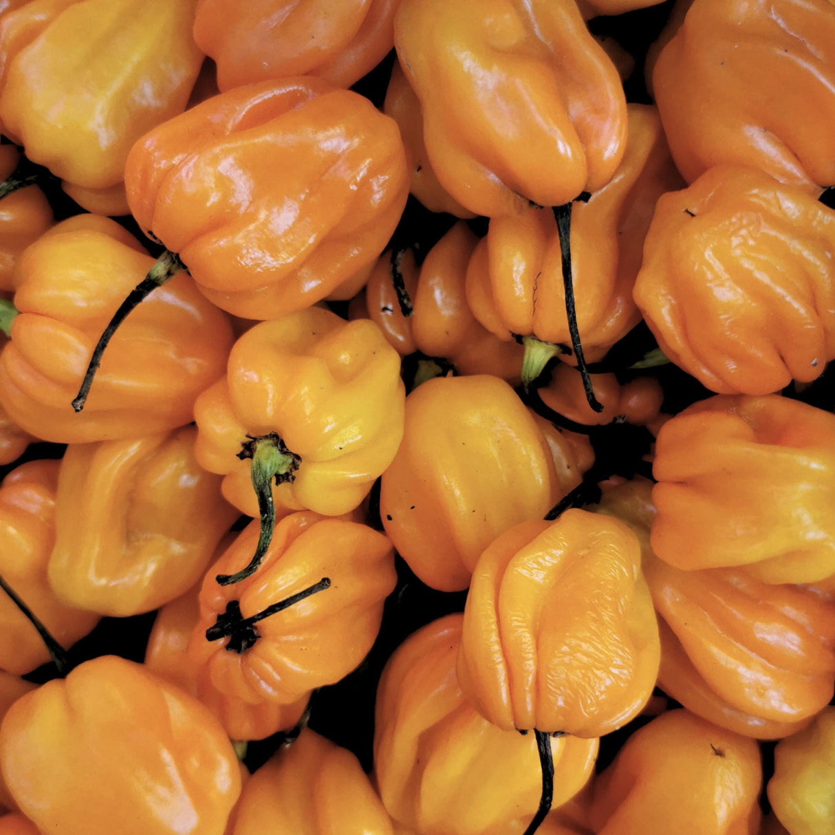 Pepper Habanada Sweet x 10 Seeds