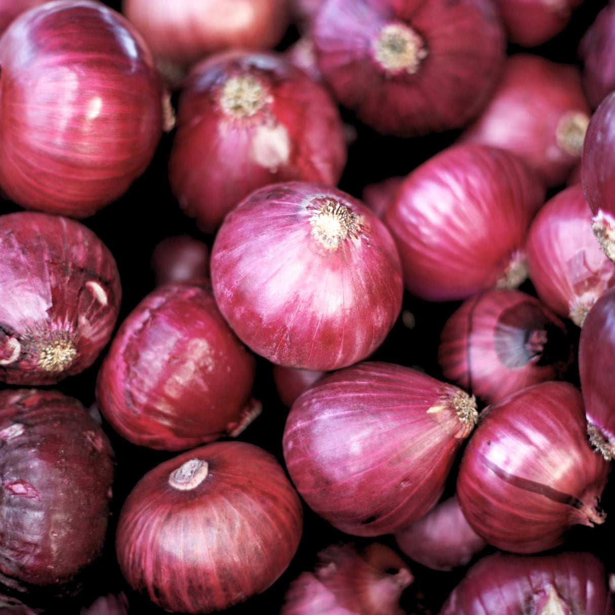 Onion Ruby x 100 Seeds