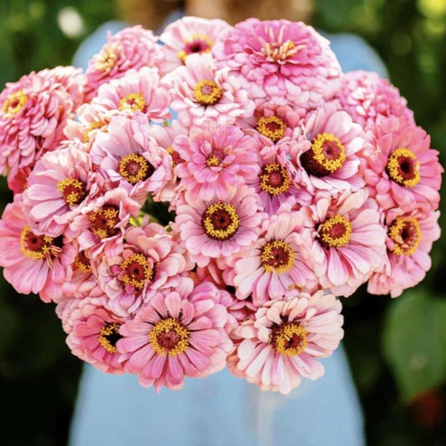 Zinnia Illumination x 25 Seeds
