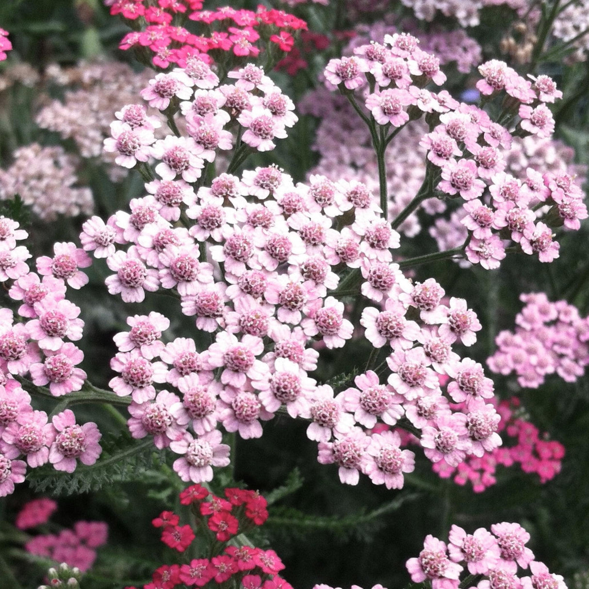 Yarrow Love Parade x 50 seeds