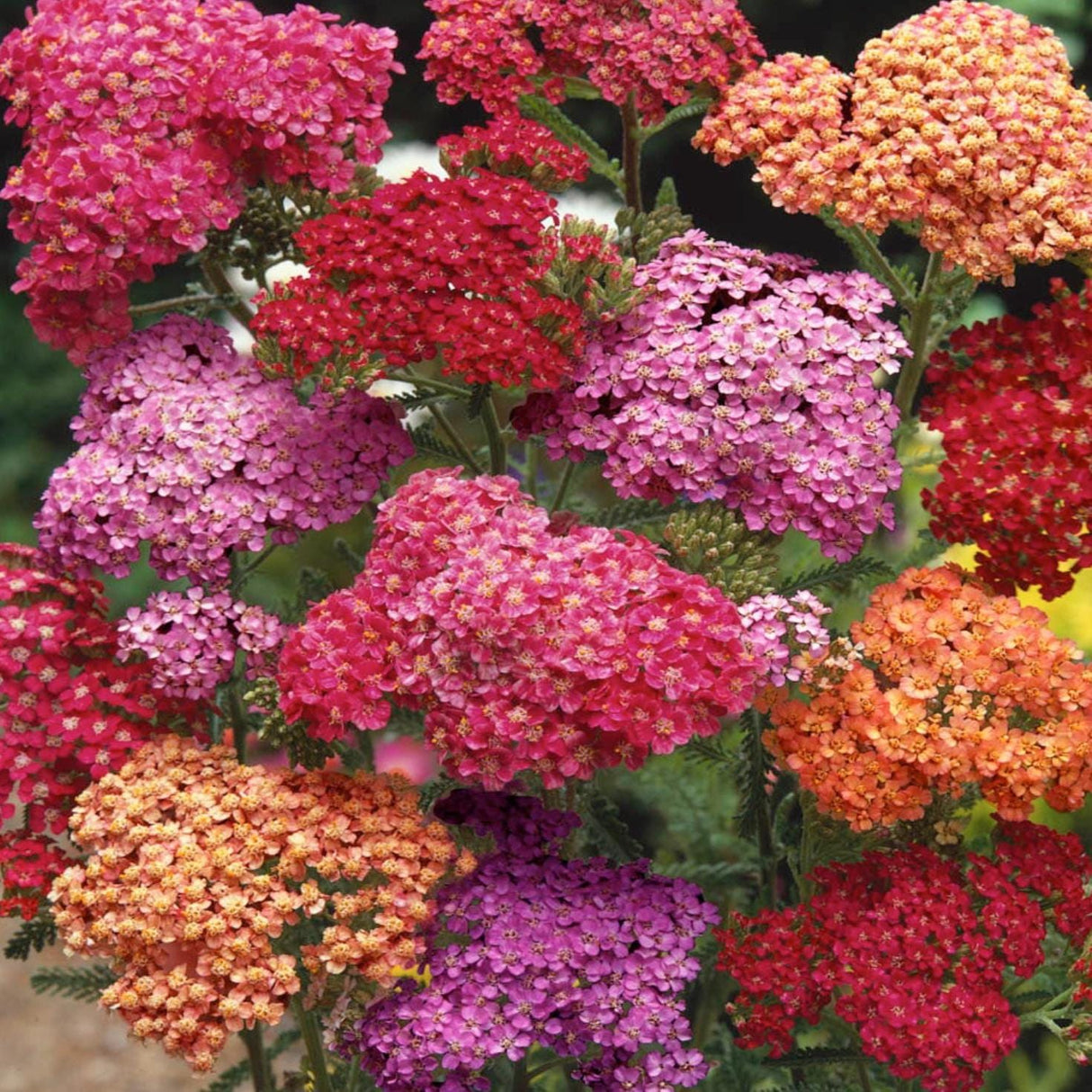 Yarrow Summer Berries x 50 Seeds