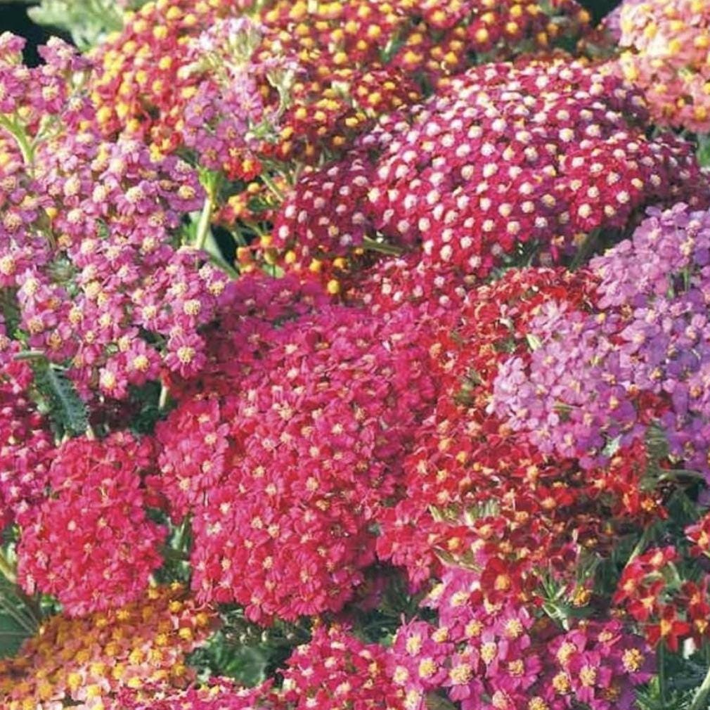 Yarrow Summer Berries x 50 Seeds