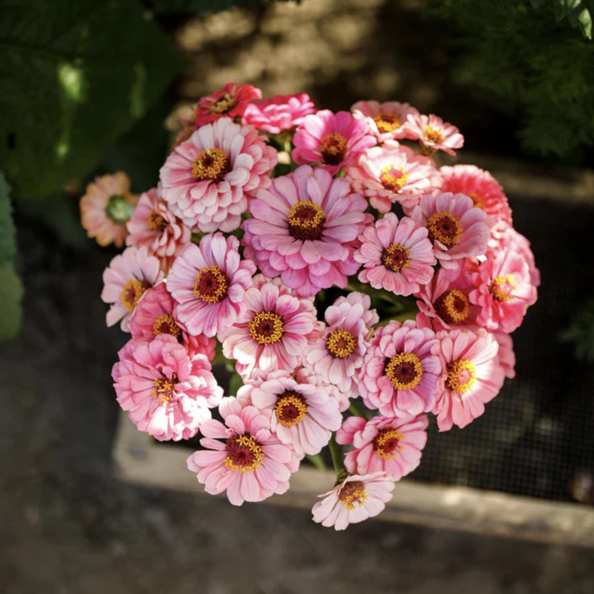 Zinnia Exquisite x 25 Seeds