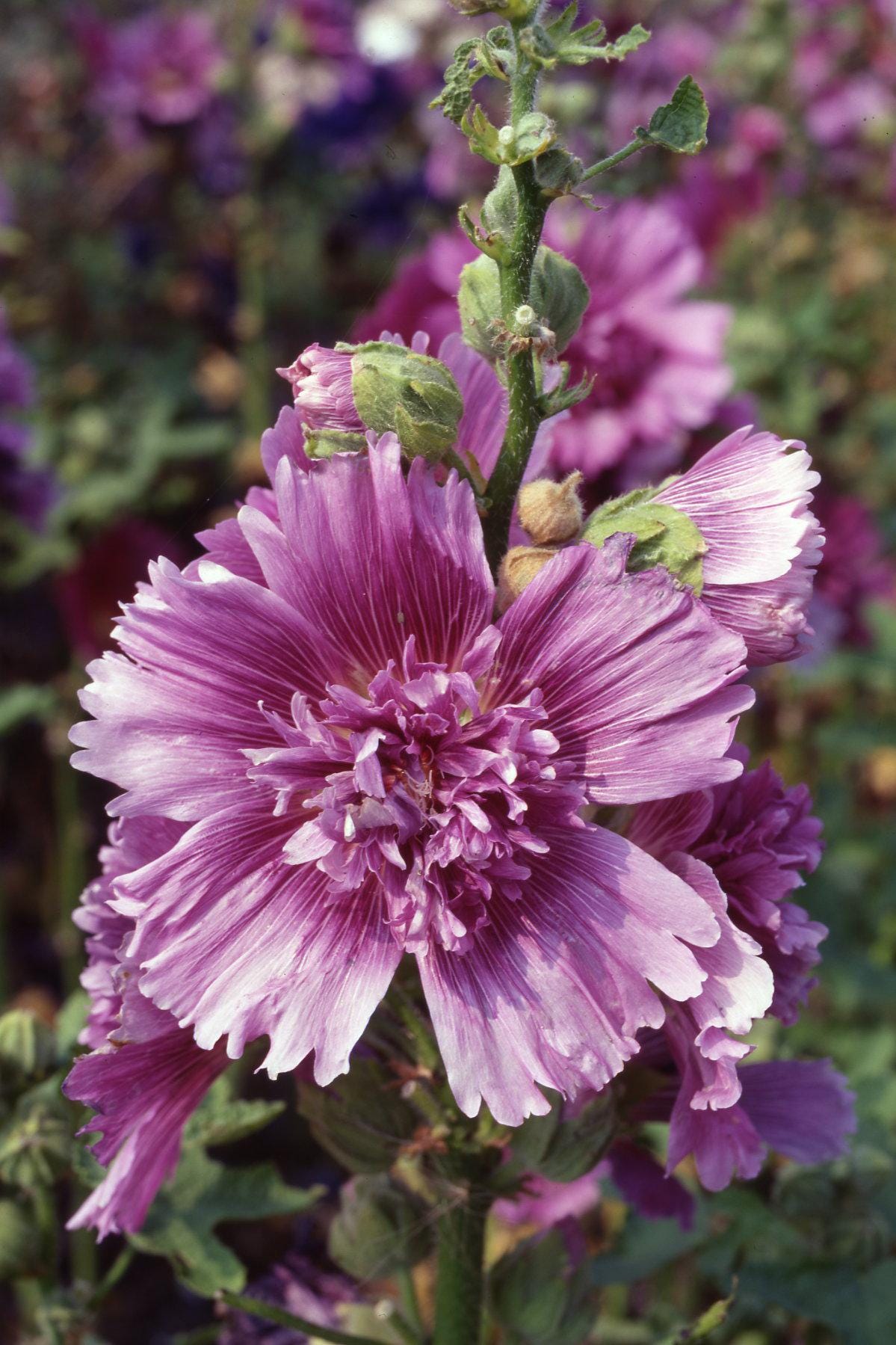 Hollyhock Queeny Purple x 25 Seeds