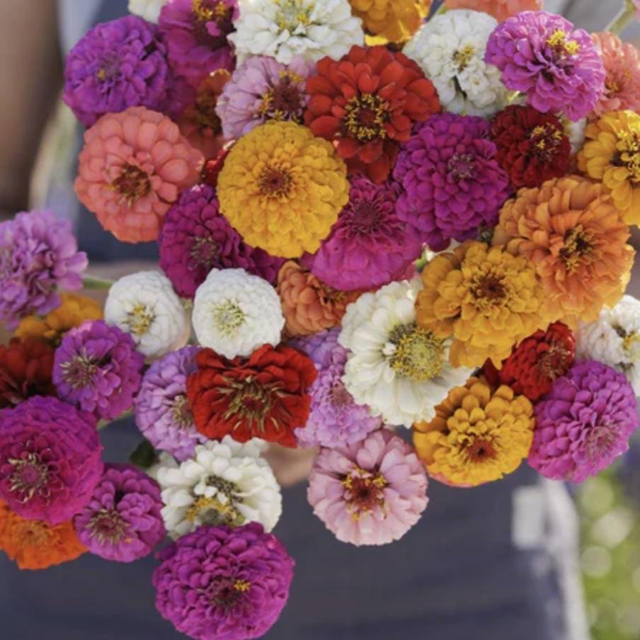 Zinnia Sprite Mix x 25 Seeds