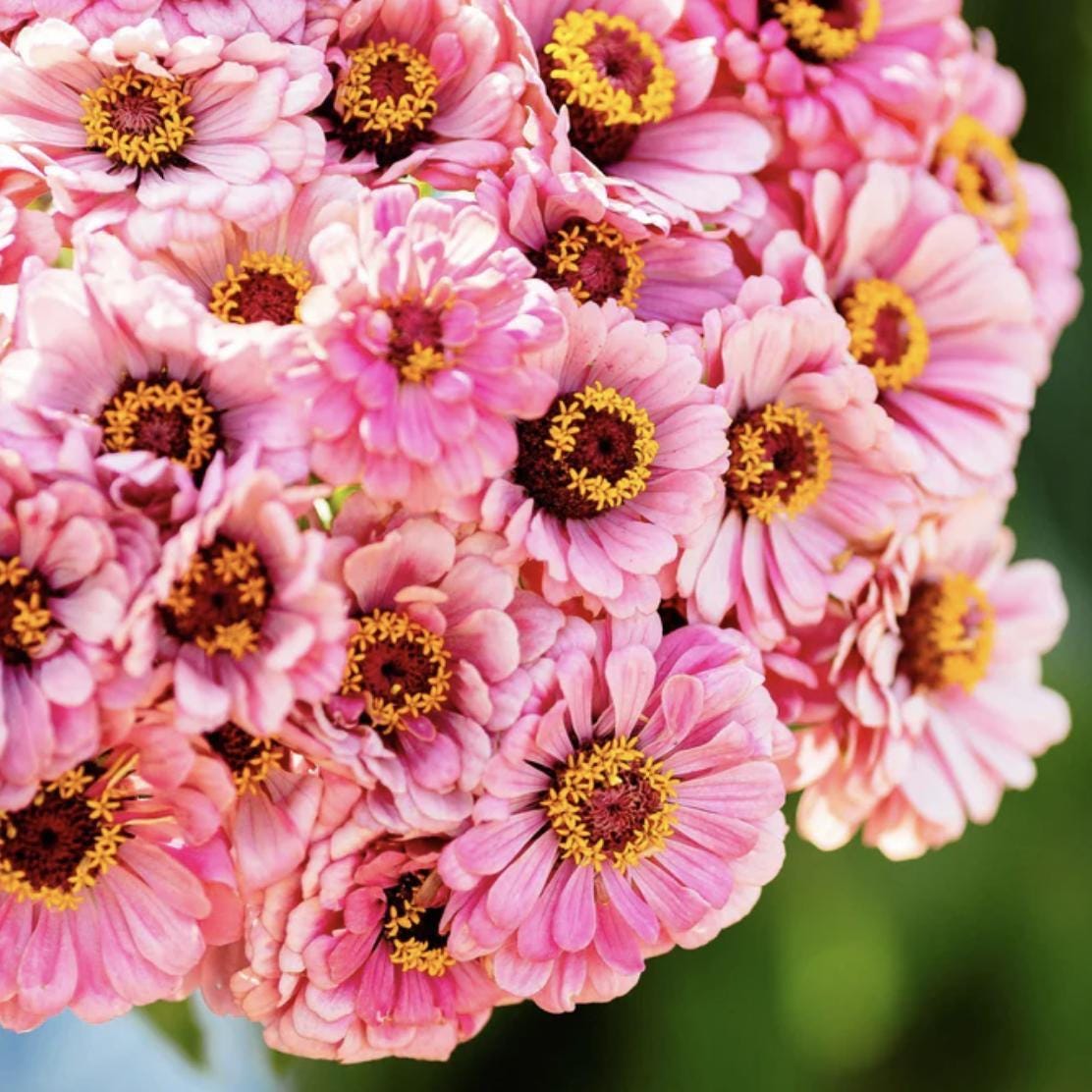 Zinnia Illumination x 25 Seeds