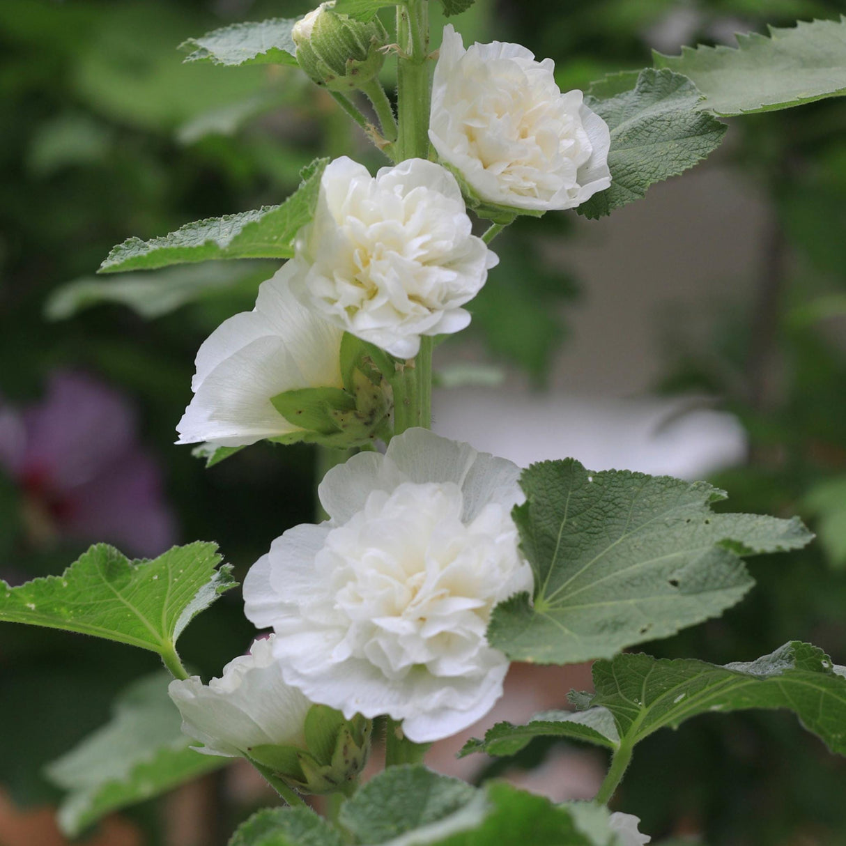 Hollyhock Seeds - Double White