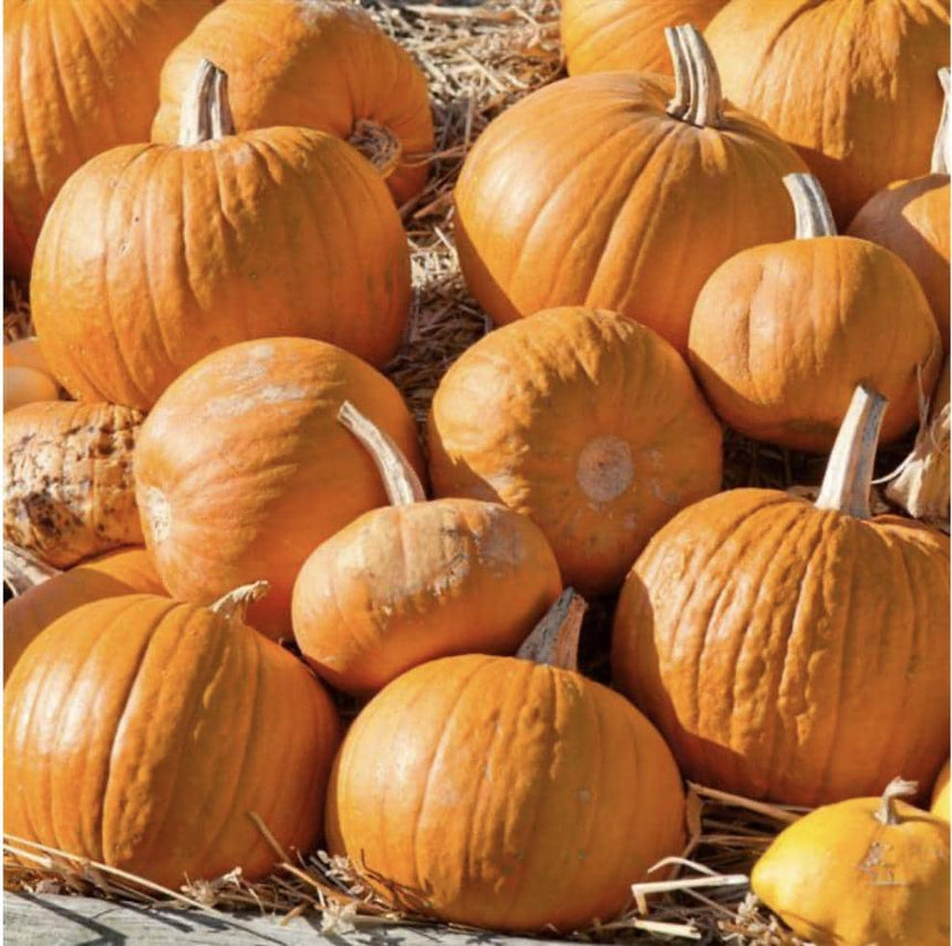 Pumpkin Cherokee Bush x 10 Seeds