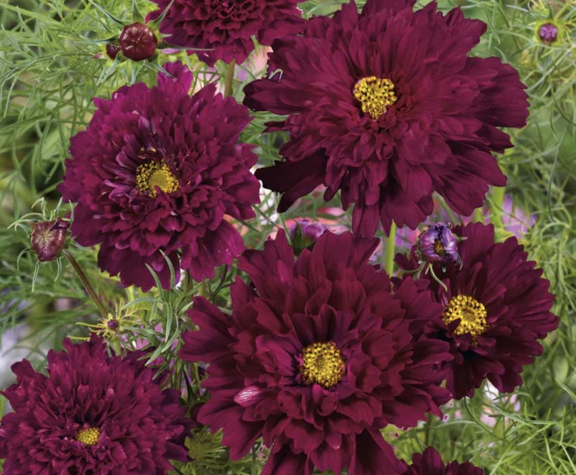 Cosmos Double Click Cranberries x 25 Seeds