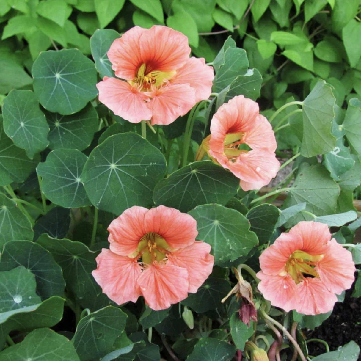 Nasturtium Salmon Baby  x 25 Seeds