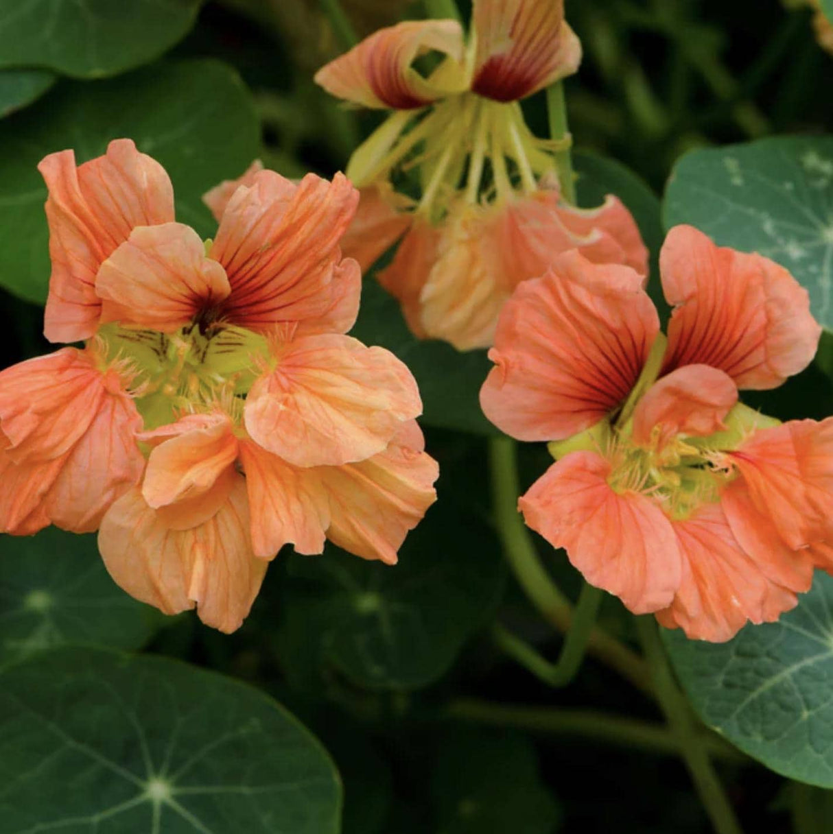 Nasturtium Salmon Baby  x 25 Seeds