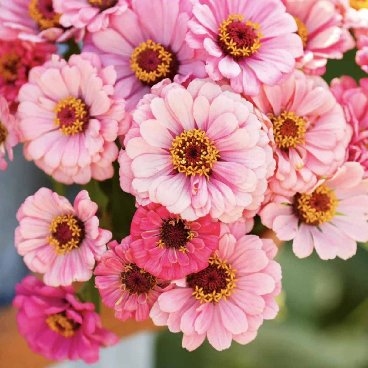 Zinnia Exquisite x 25 Seeds