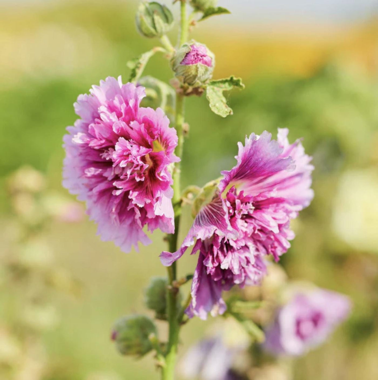 Hollyhock Queeny Purple x 25 Seeds