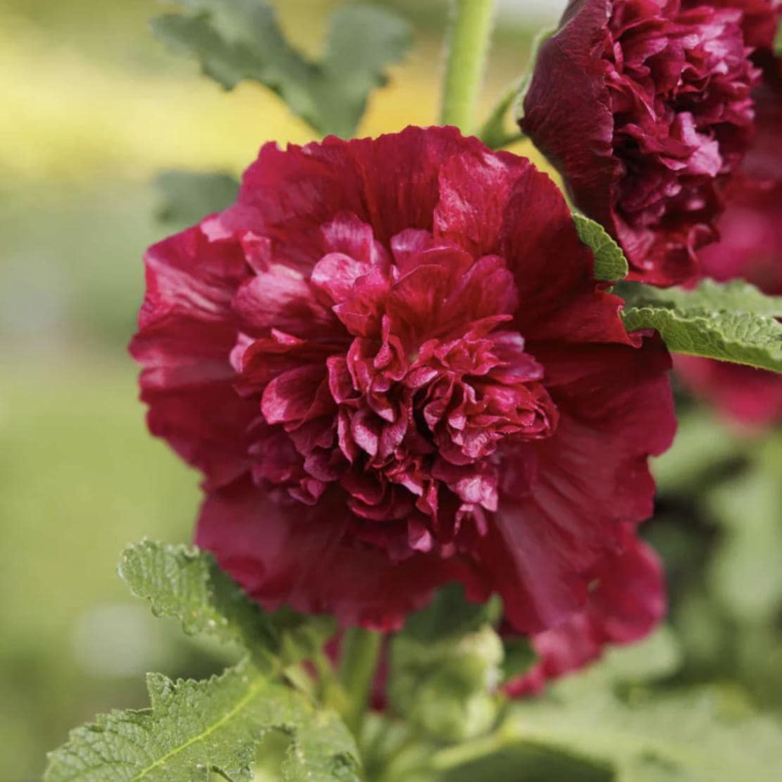 Hollyhock Double Scarlet x 25 Seeds