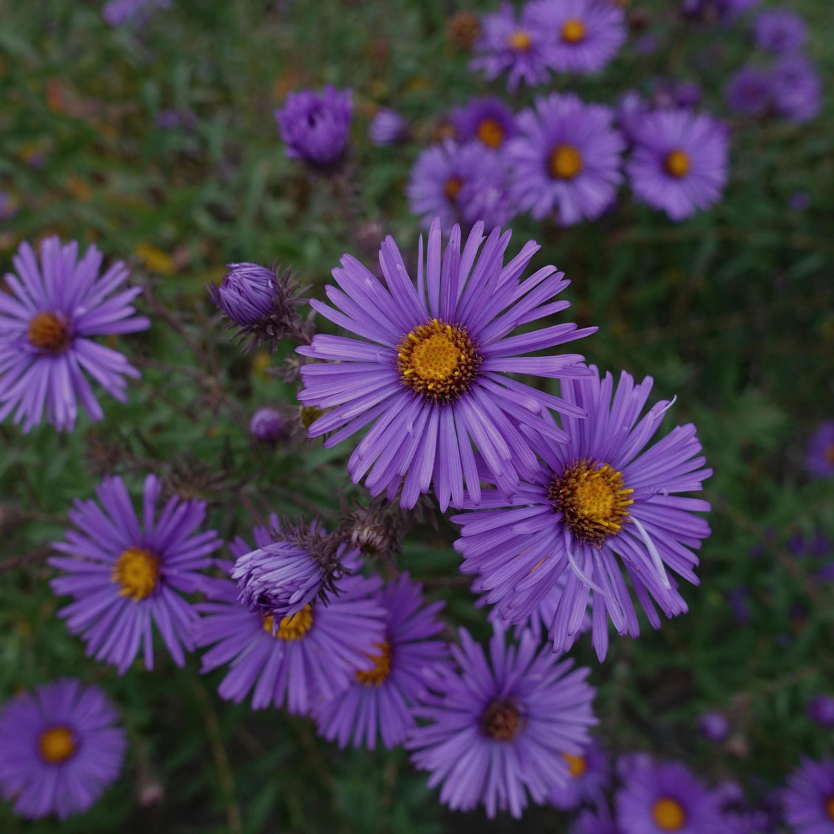Aster New England x 25 Seeds