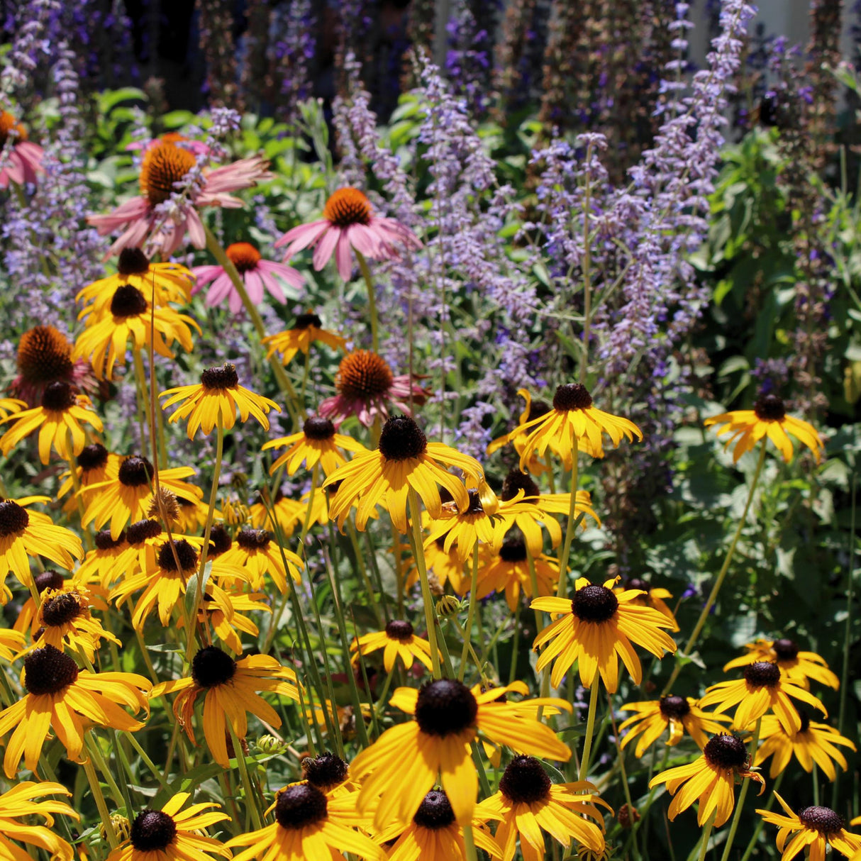 Overstock Grab Bag x 5 seed packs