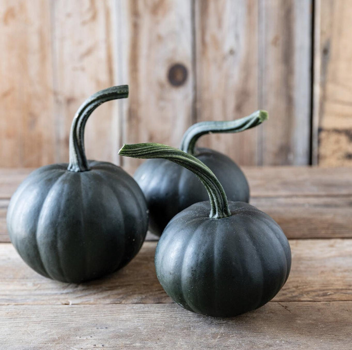 Pumpkin Black Bear x 10 Seeds