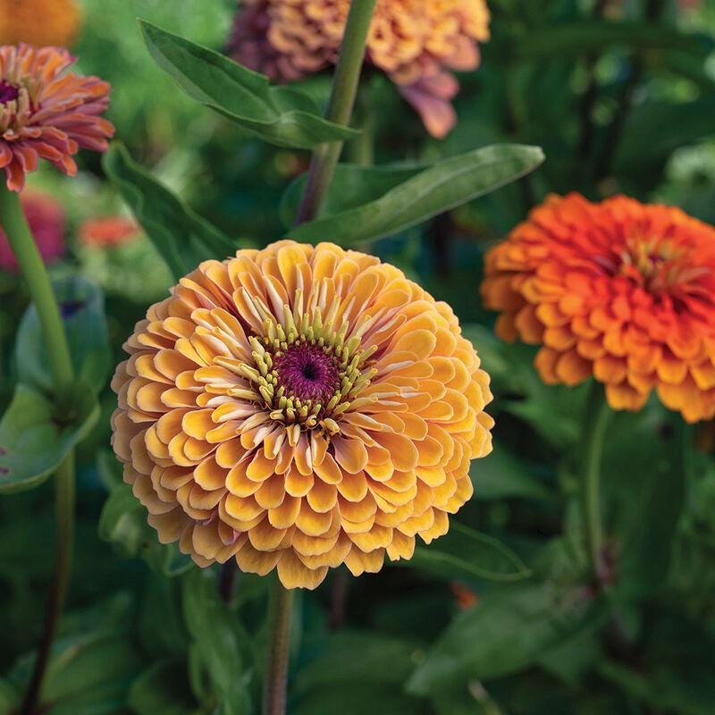 Zinnia Aurora x 25 Seeds