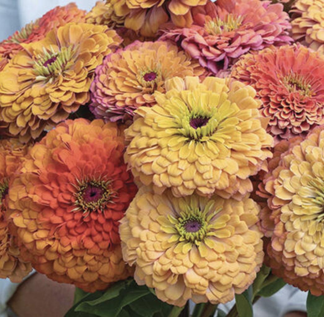 Zinnia Aurora x 25 Seeds