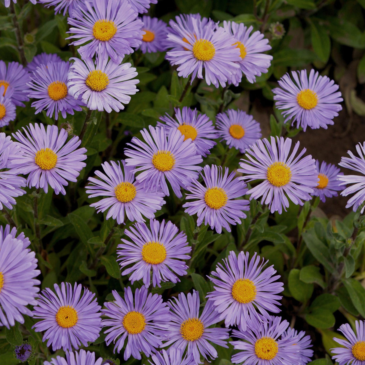 Aster New England x 25 Seeds