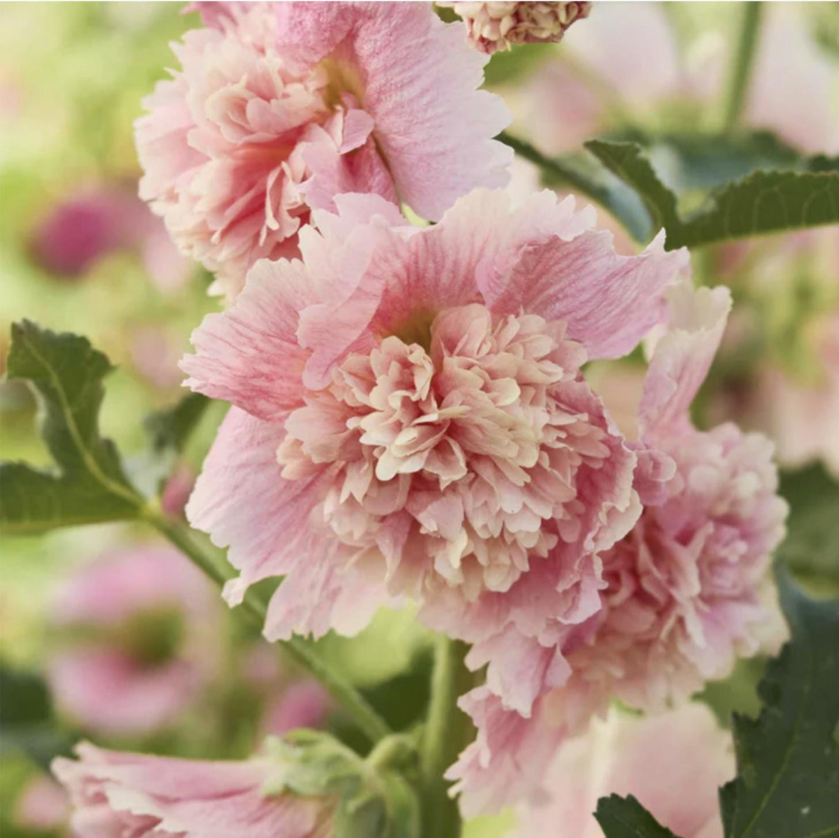 Hollyhock Summer Carnival Apple Blossom x 25 Seeds