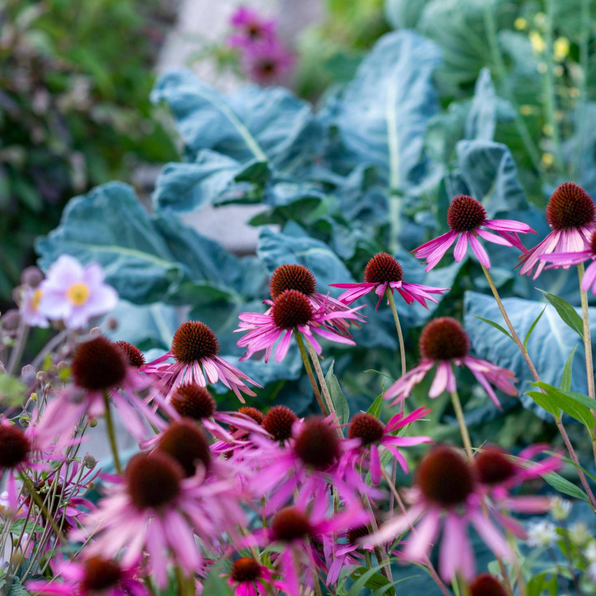 Overstock Grab Bag x 5 seed packs