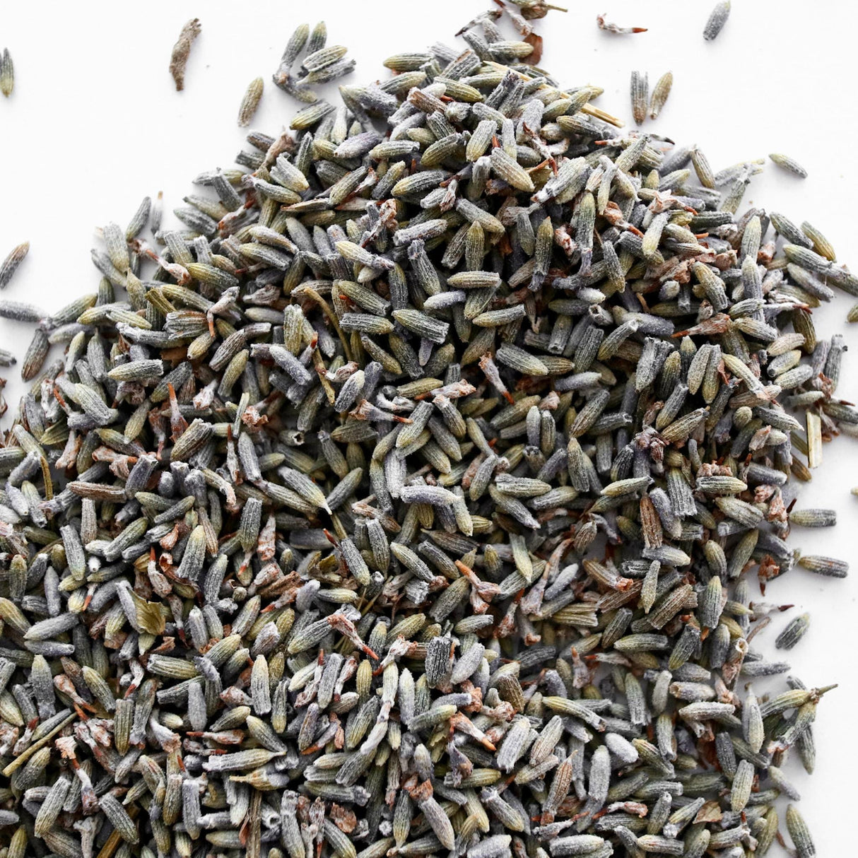 Lavender, whole, Lavandula x intermedia