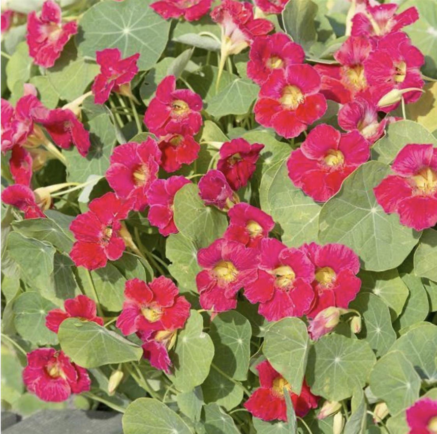 Nasturtium Tip Top Rose x 25 Seeds
