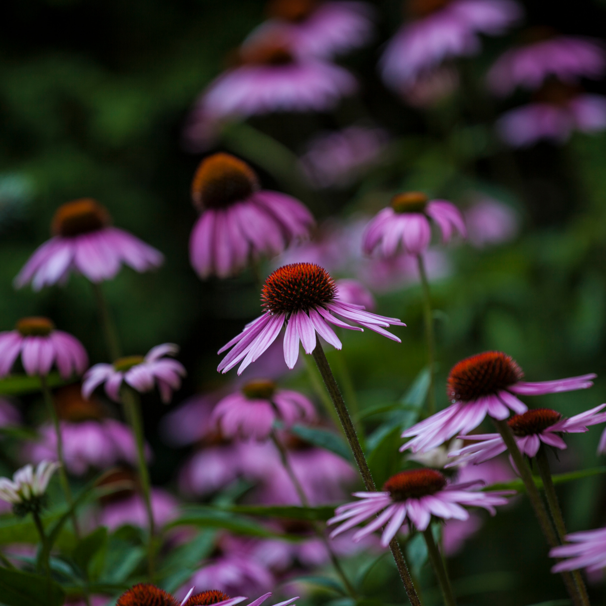 Free Seed Packs (1 per variety)