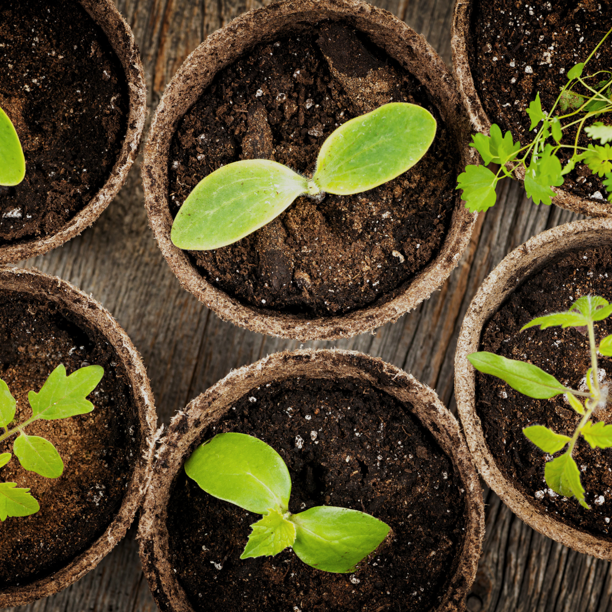 Free Seed Packs (1 per variety)