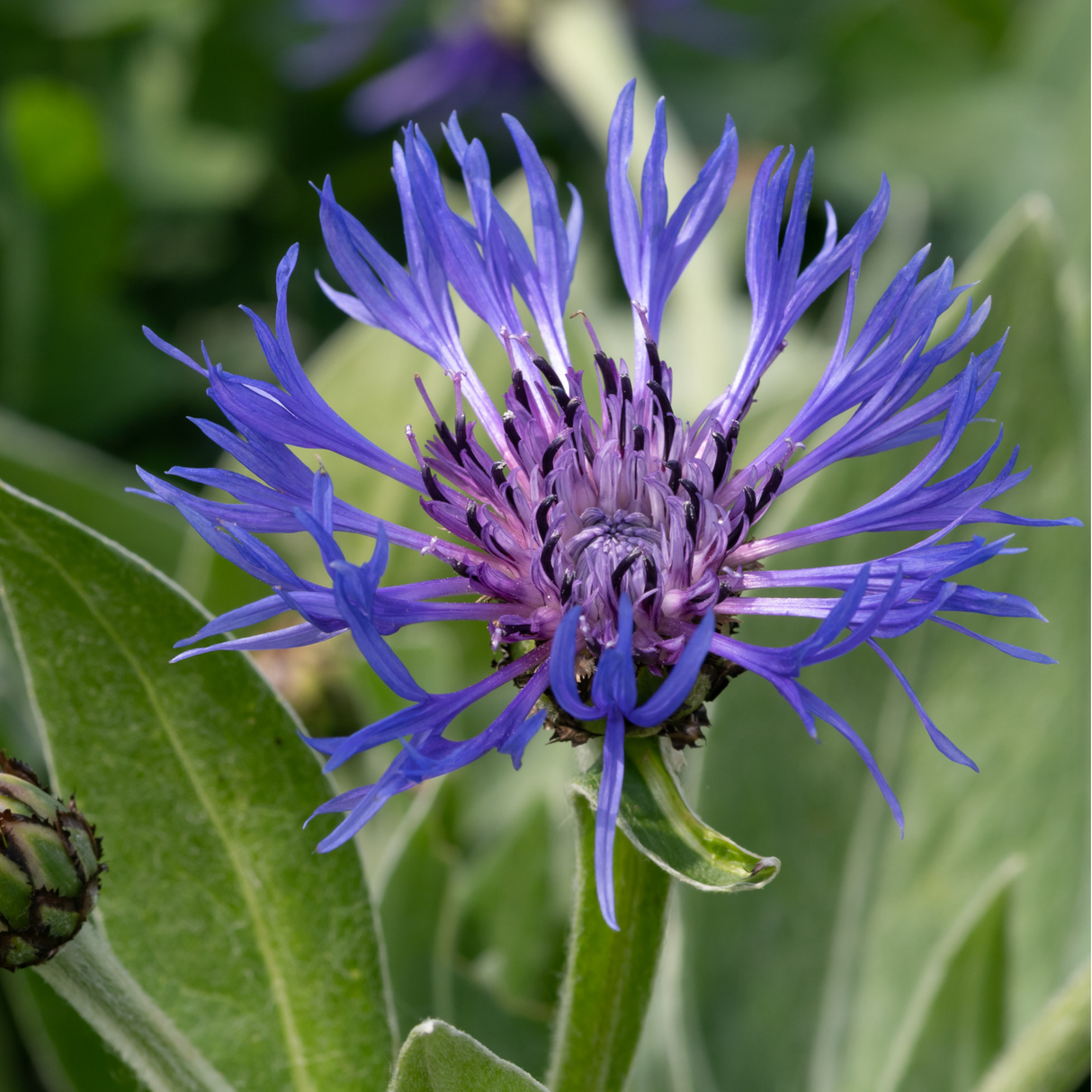 Cornflower - Montana