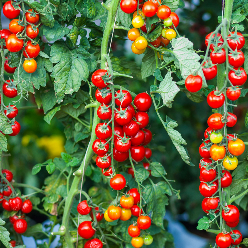 Tomato Sweet 100