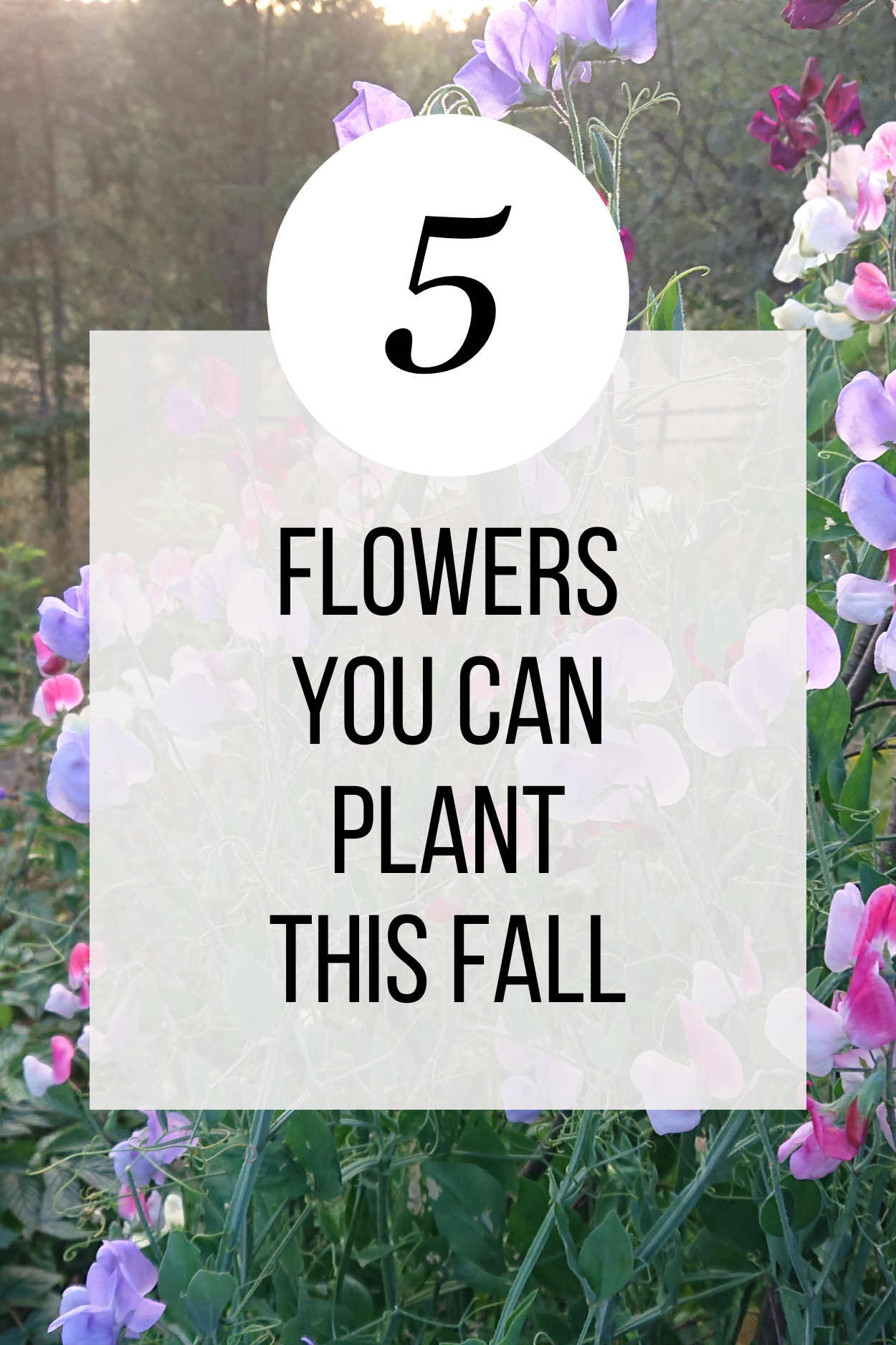 5 Flowers You Can Plant This Fall