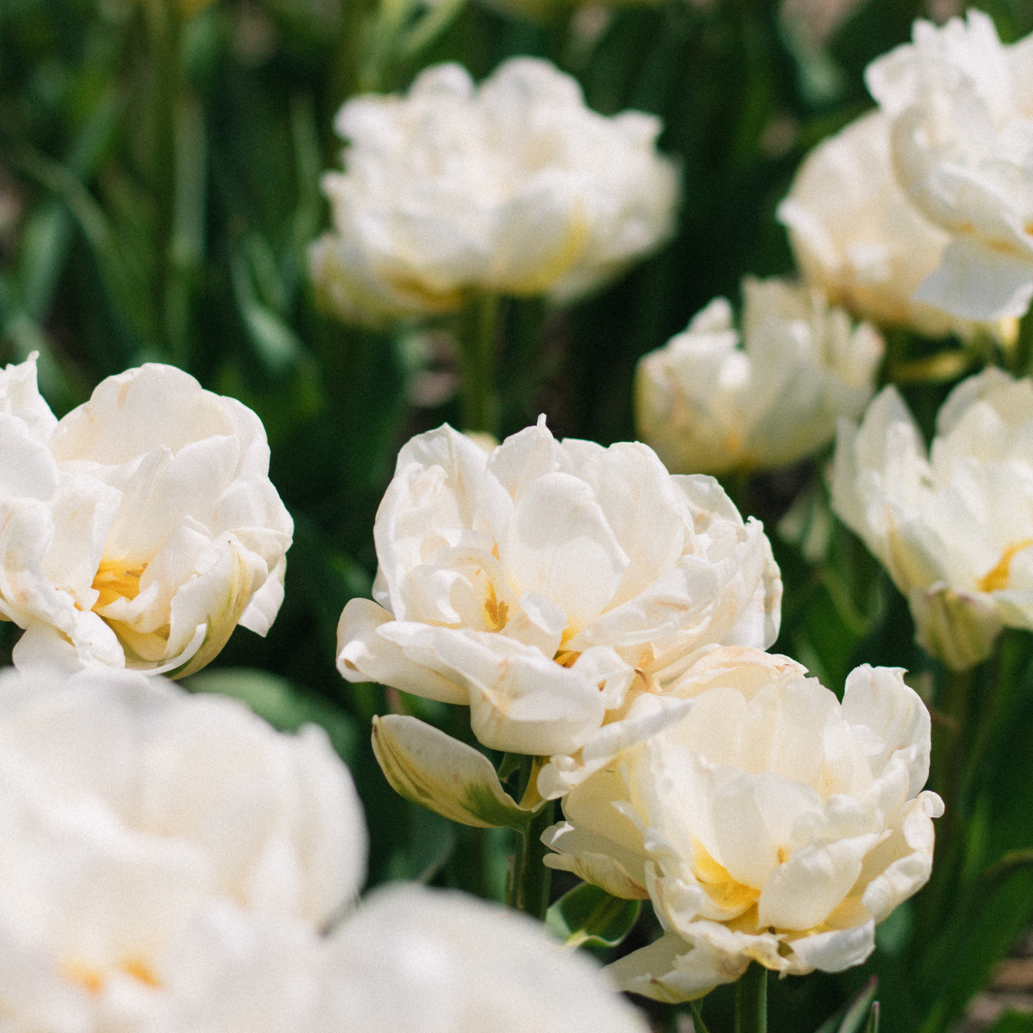 How to Grow Tulips