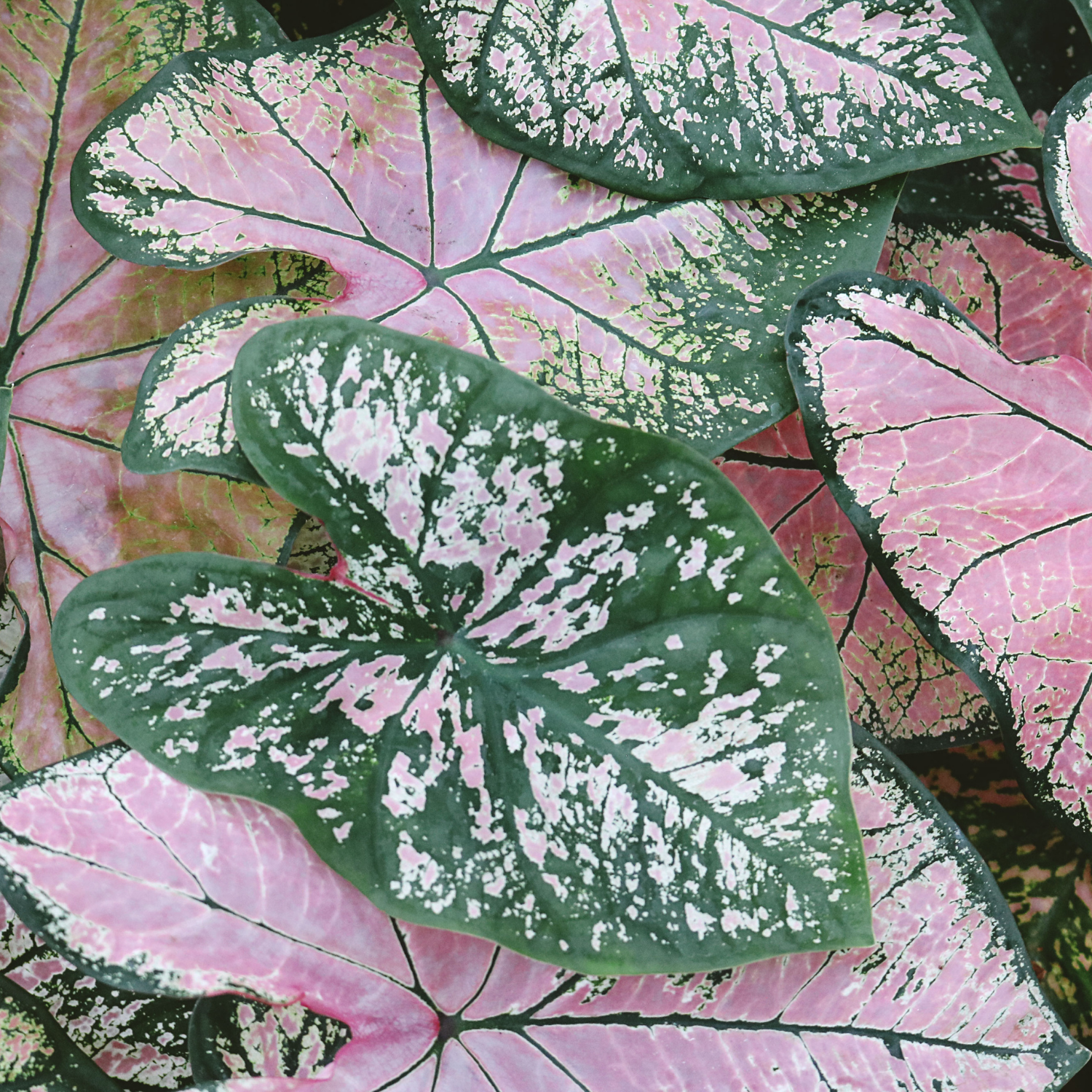 How to Grow Caladium