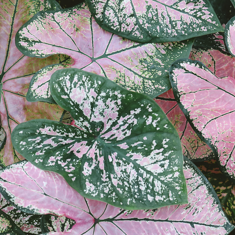 How to Grow Caladium