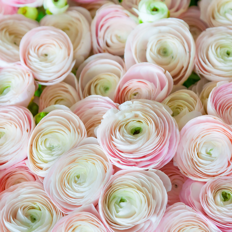 How to Grow Ranunculus
