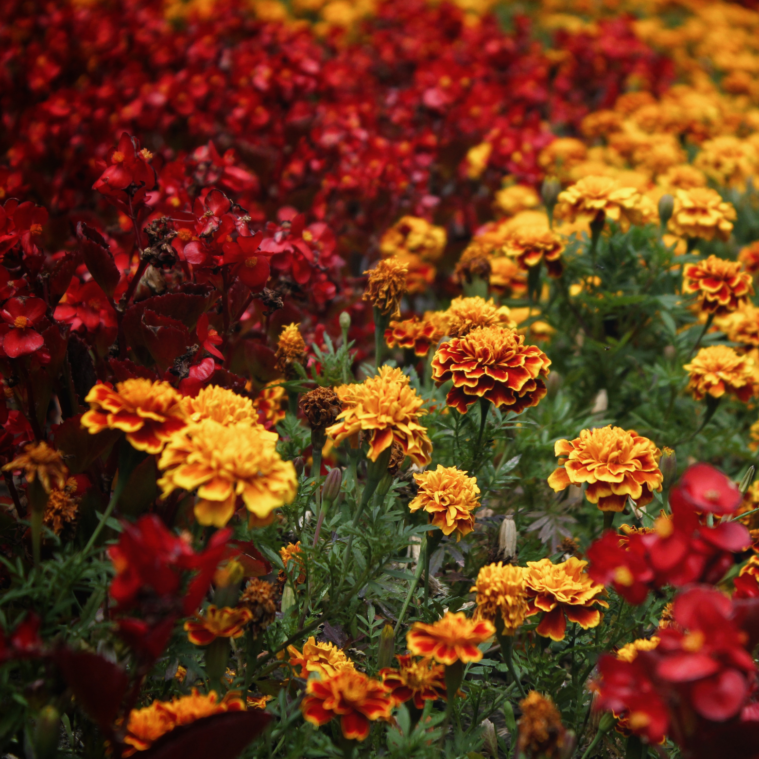 3 of the Best Flowers to Use for Natural Dyeing