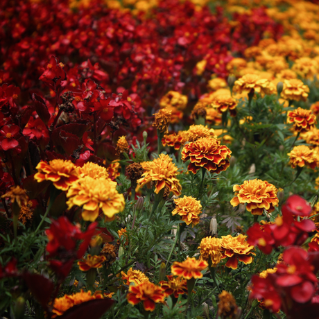 3 of the Best Flowers to Use for Natural Dyeing