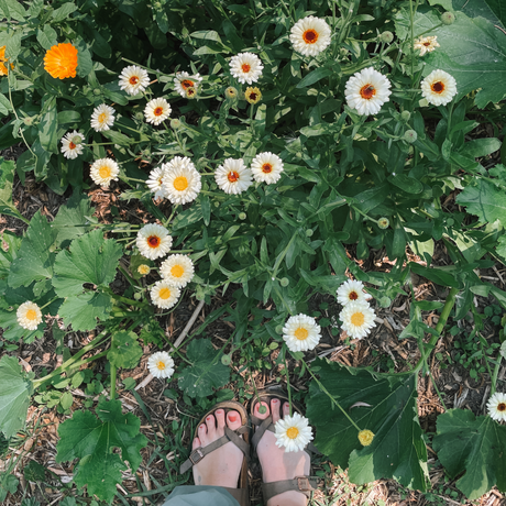 Plant Spotlight: Calendula