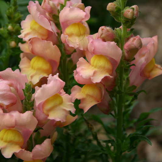 How to Grow Snapdragons