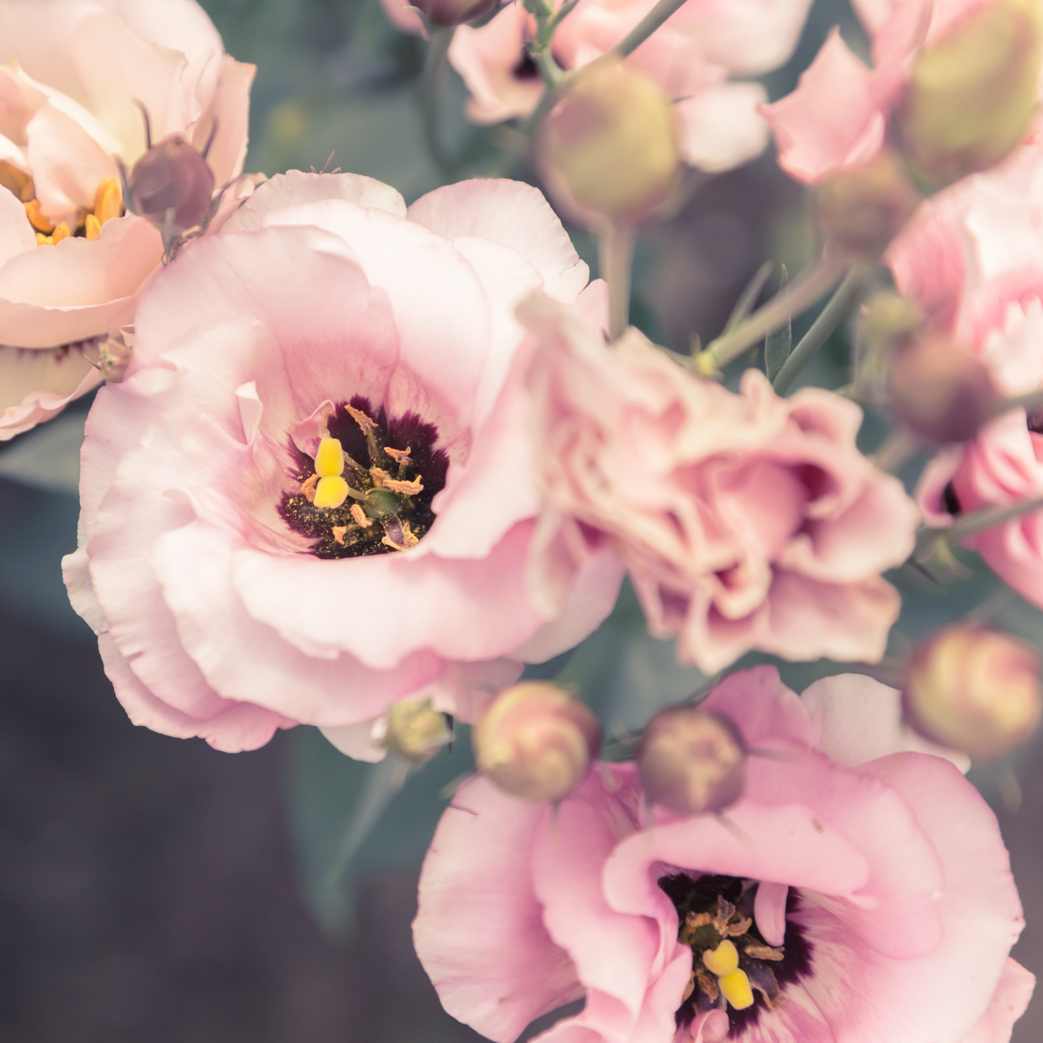 How to Grow Lisianthus