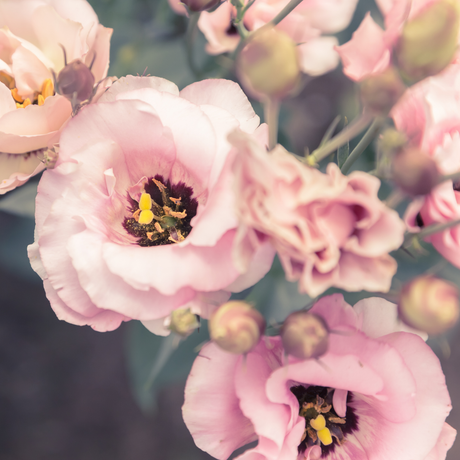 How to Grow Lisianthus