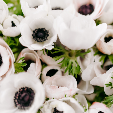 How to Grow Anemones